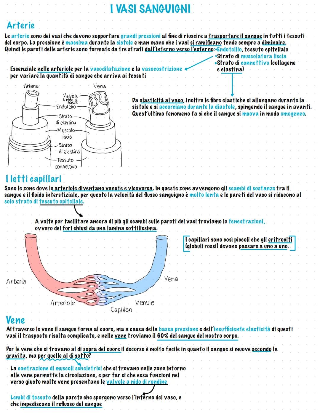 Apparato cardiovascolare
L'apparato cardiovascolare trasporta attraverso il sangue un insieme di sostanze da e verso ogni regione corporea
I