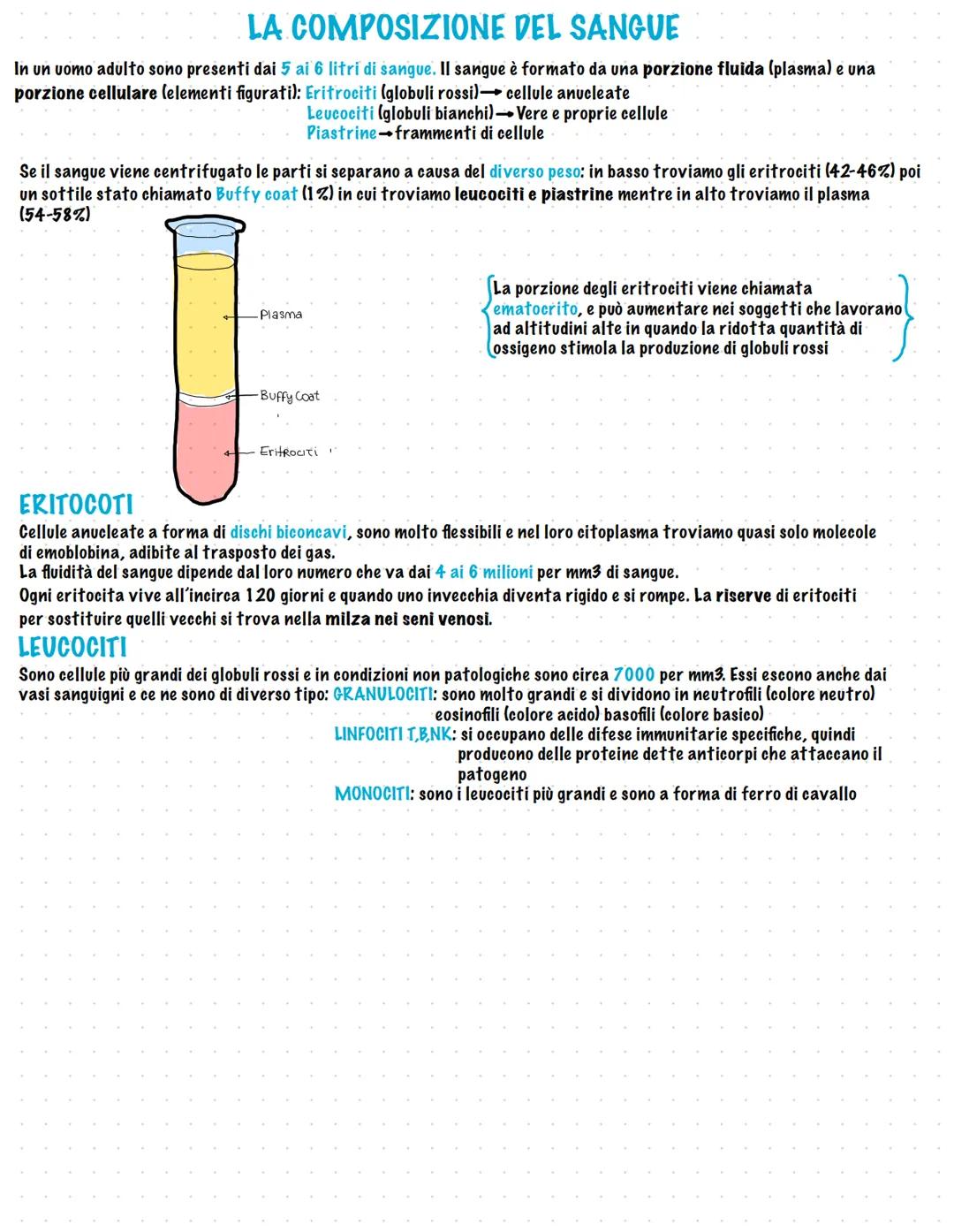 Apparato cardiovascolare
L'apparato cardiovascolare trasporta attraverso il sangue un insieme di sostanze da e verso ogni regione corporea
I