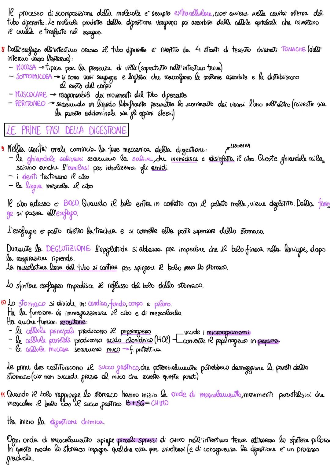 # APPARATO DIGERENTE
ORGANIZZAZIONE DELL'APPARATO DIGERENTE
1 L'apparato digerente fornisce all'organismo tutti i nutrienti di cui ha biso
