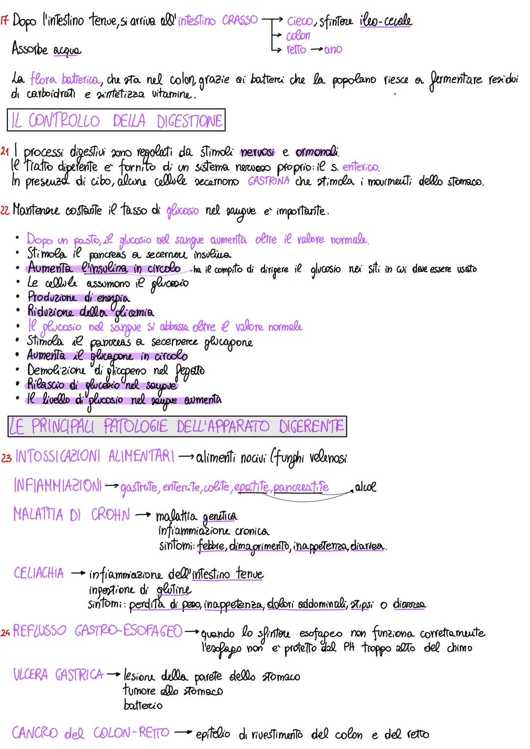 # APPARATO DIGERENTE
ORGANIZZAZIONE DELL'APPARATO DIGERENTE
1 L'apparato digerente fornisce all'organismo tutti i nutrienti di cui ha biso