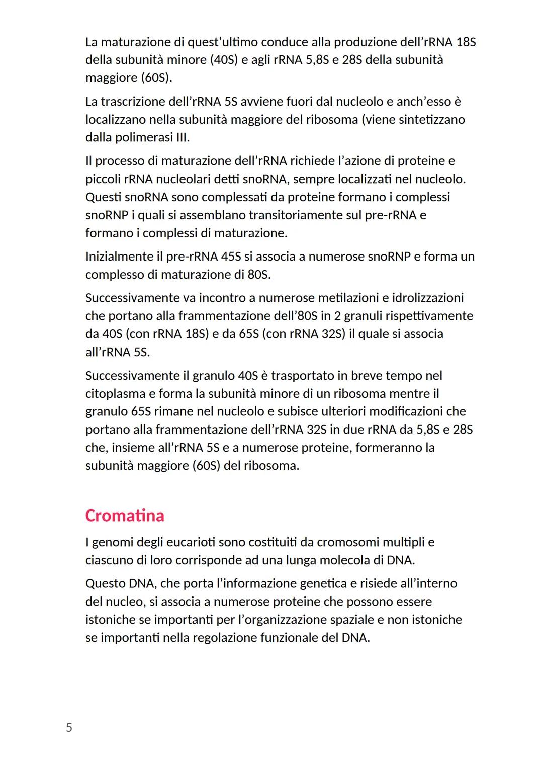 # Nucleo cellulare
Nella cellula eucariote il nucleo rappresenta l'organulo più grande:
- ha una forma rotondeggiante
- si trova generalme