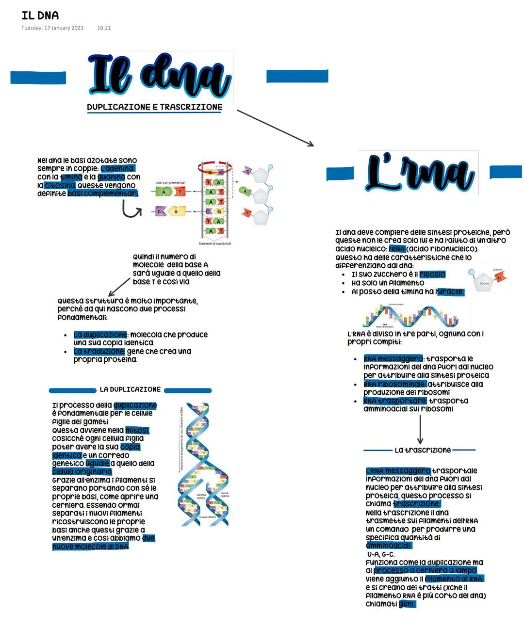 # IL DNA
Tuesday, 17 January 2023 16:21
# Il dna -
DUPLICAZIONE E TRASCRIZIONE
Nel dna le basi azotate sono
sempre in coppie: L'adenina
co