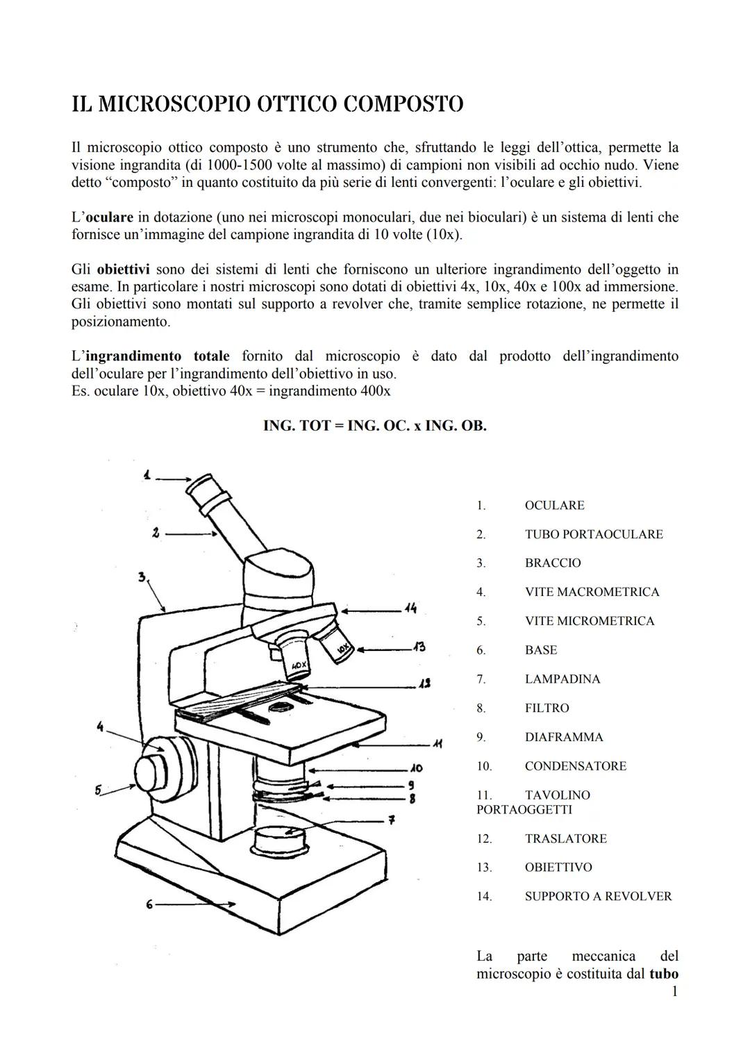 # IL MICROSCOPIO OTTICO COMPOSTO
Il microscopio ottico composto è uno strumento che, sfruttando le leggi dell'ottica, permette la
visione i