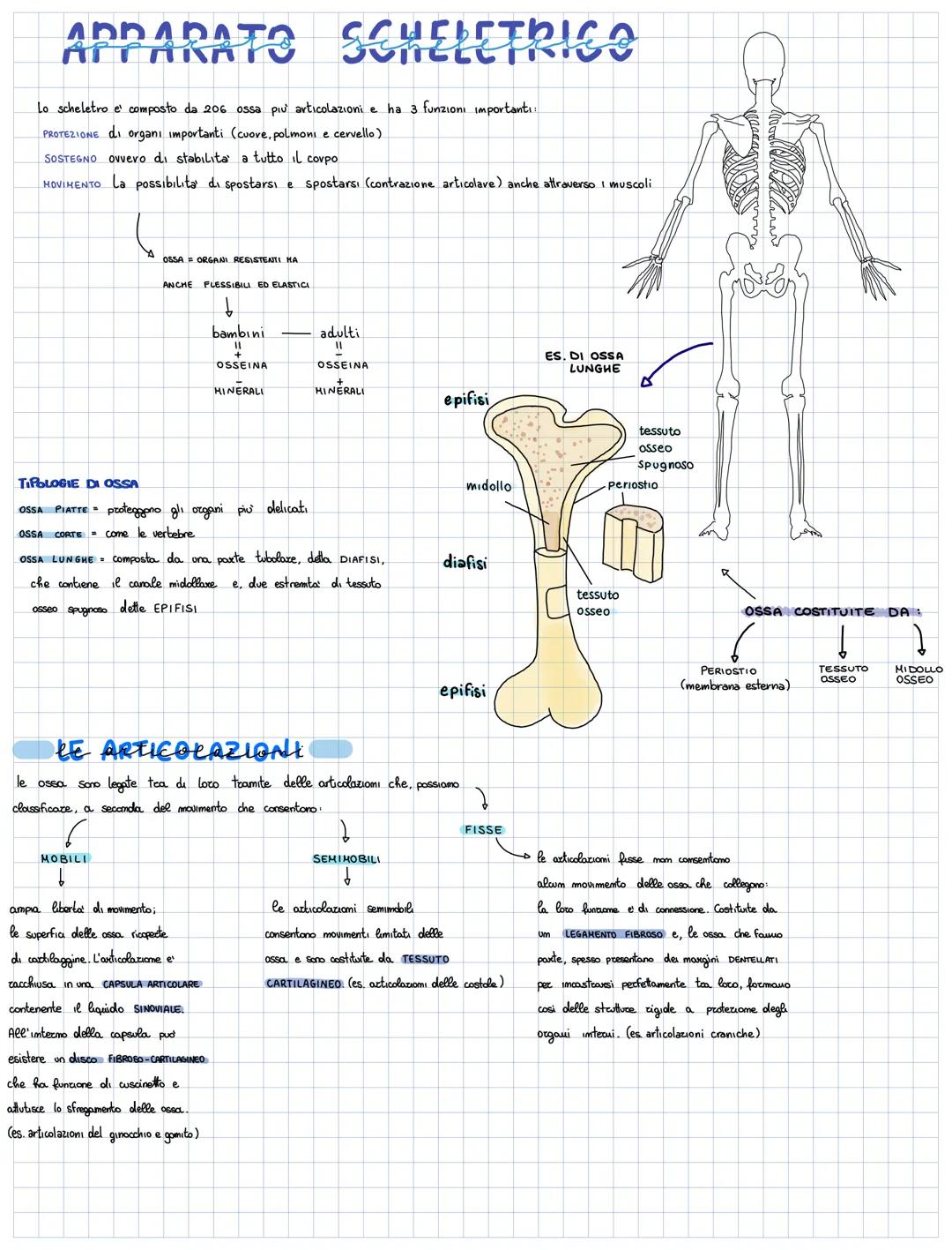 APPARATS SCHELETRICO
Lo scheletro e composto da 206 ossa più articolazioni e ha 3 funzioni importanti:
PROTEZIONE di organi importanti (cuor