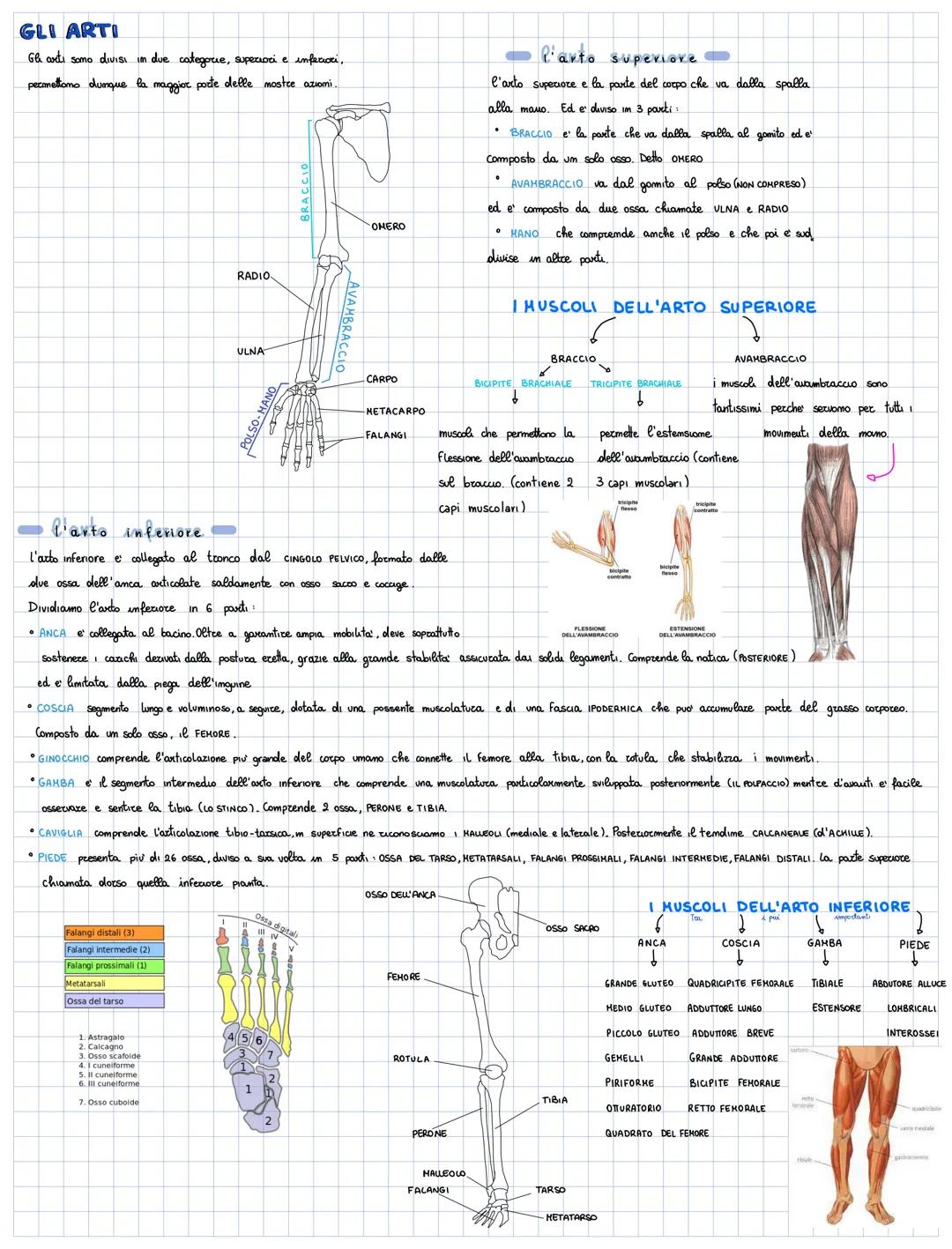 APPARATS SCHELETRICO
Lo scheletro e composto da 206 ossa più articolazioni e ha 3 funzioni importanti:
PROTEZIONE di organi importanti (cuor
