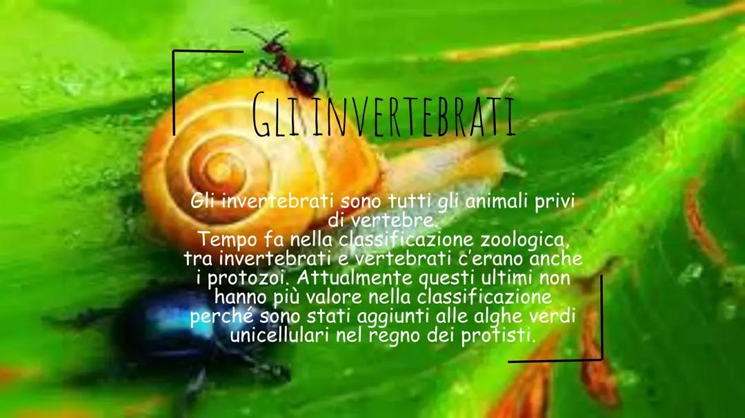 Gli invertebrati: Una guida semplice e completa