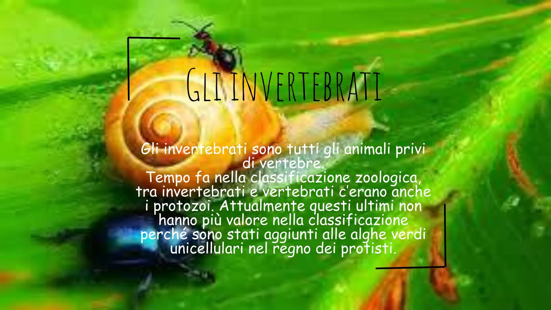 GLININVERTEBRATI
Gli invertebrati sono tutti gli animali privi
di vertebre.
Tempo fa nella classificazione zoologica,
tra invertebrati e ver