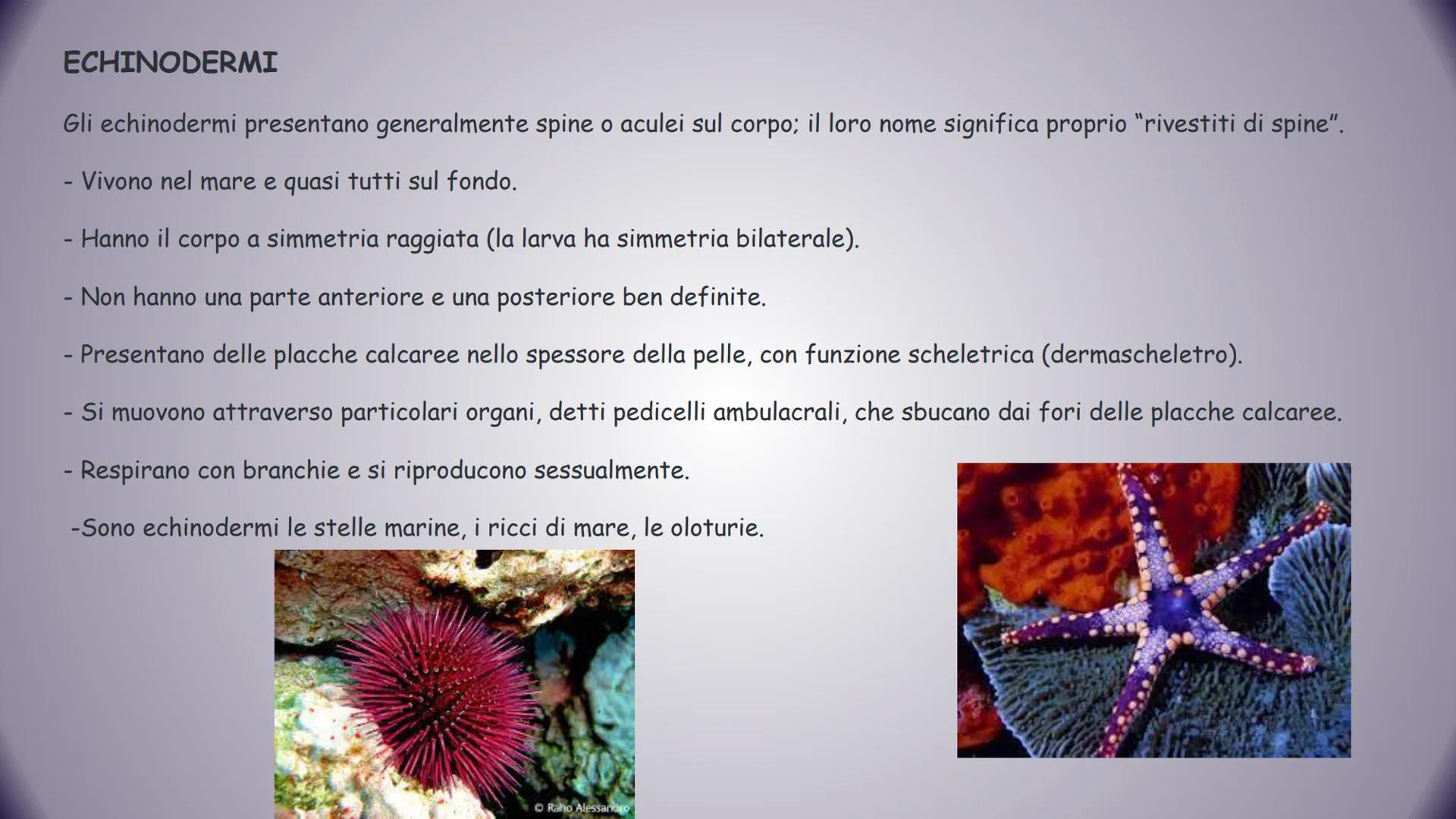 GLININVERTEBRATI
Gli invertebrati sono tutti gli animali privi
di vertebre.
Tempo fa nella classificazione zoologica,
tra invertebrati e ver