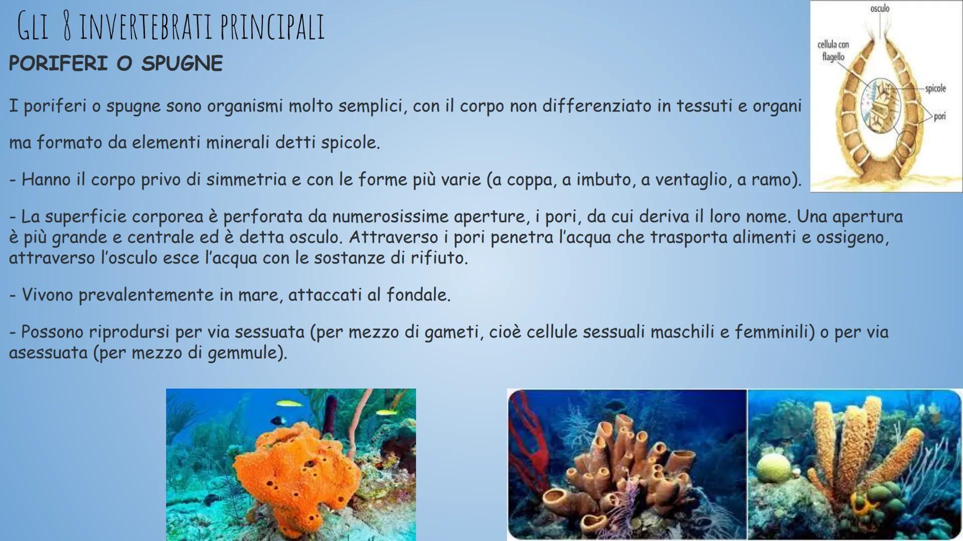 GLININVERTEBRATI
Gli invertebrati sono tutti gli animali privi
di vertebre.
Tempo fa nella classificazione zoologica,
tra invertebrati e ver