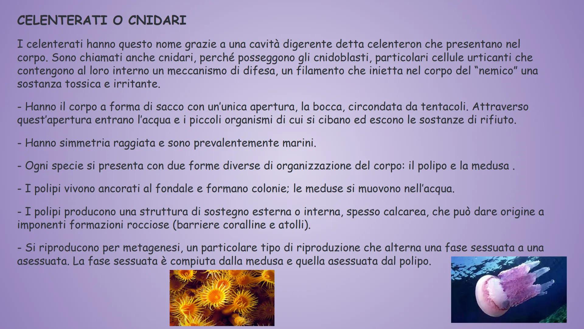 GLININVERTEBRATI
Gli invertebrati sono tutti gli animali privi
di vertebre.
Tempo fa nella classificazione zoologica,
tra invertebrati e ver