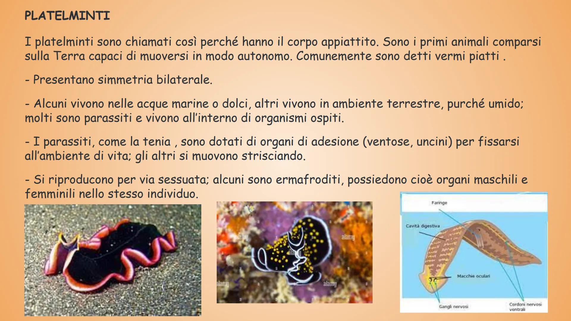 GLININVERTEBRATI
Gli invertebrati sono tutti gli animali privi
di vertebre.
Tempo fa nella classificazione zoologica,
tra invertebrati e ver