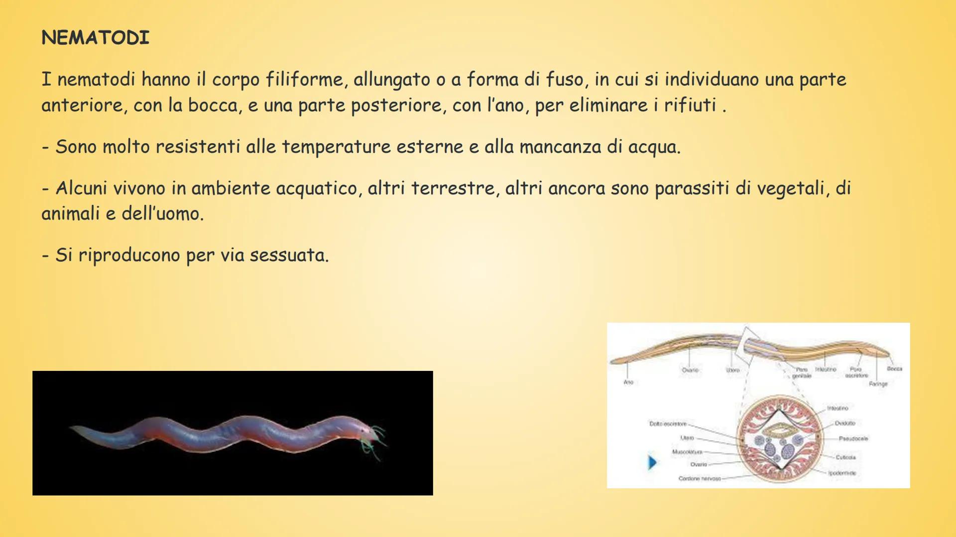GLININVERTEBRATI
Gli invertebrati sono tutti gli animali privi
di vertebre.
Tempo fa nella classificazione zoologica,
tra invertebrati e ver