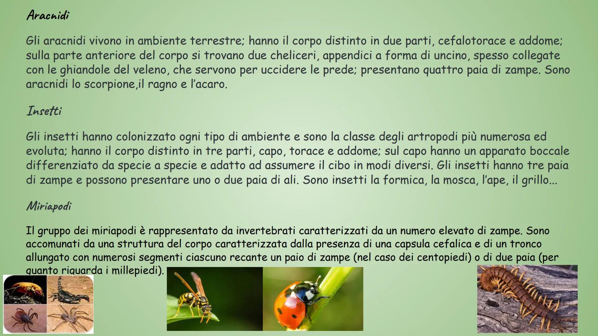 GLININVERTEBRATI
Gli invertebrati sono tutti gli animali privi
di vertebre.
Tempo fa nella classificazione zoologica,
tra invertebrati e ver