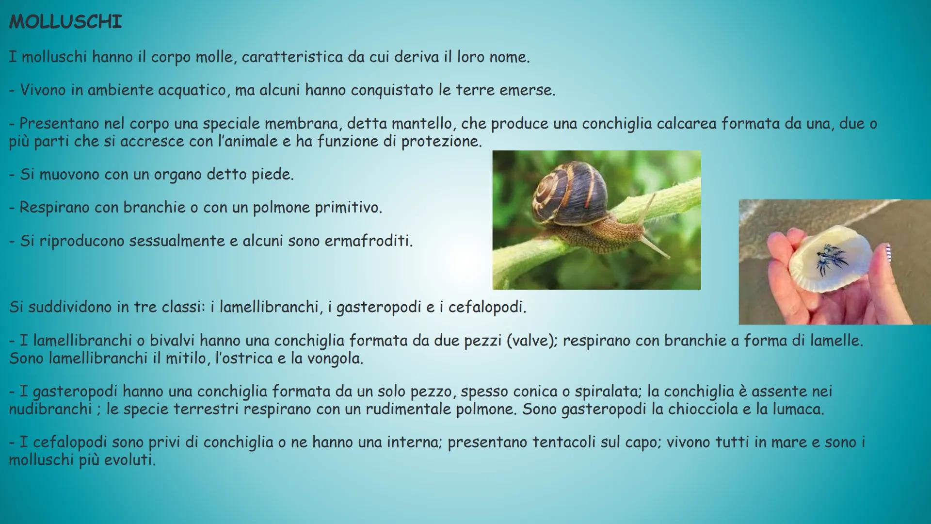 GLININVERTEBRATI
Gli invertebrati sono tutti gli animali privi
di vertebre.
Tempo fa nella classificazione zoologica,
tra invertebrati e ver
