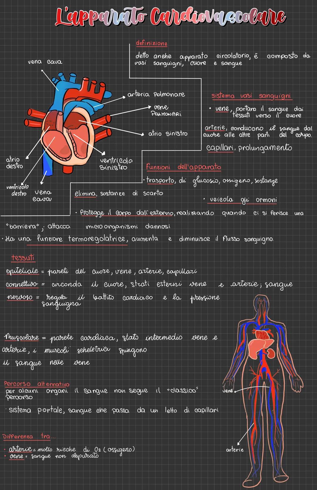 # L'apparato Cardiovascolare
vena cava
definizione
detto anche apparato circolatorio, è composto da
vasi sanguigni, cuore e sangue
atrio