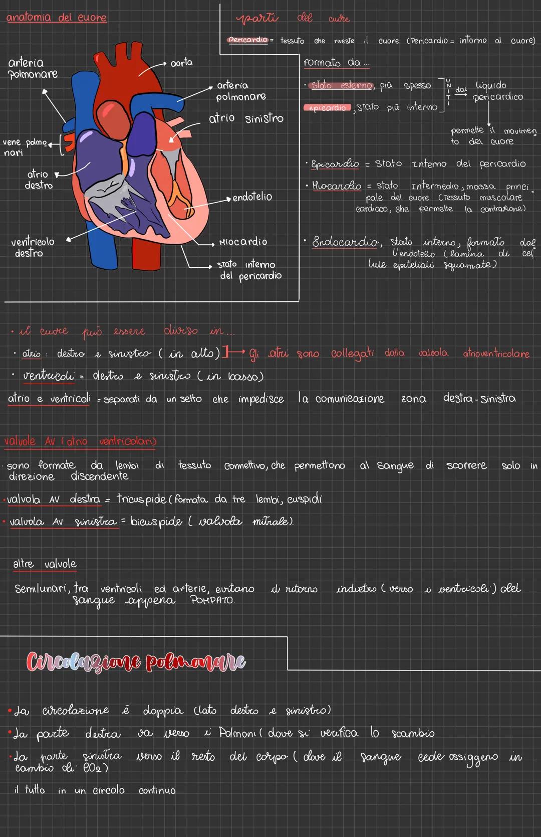 # L'apparato Cardiovascolare
vena cava
definizione
detto anche apparato circolatorio, è composto da
vasi sanguigni, cuore e sangue
atrio