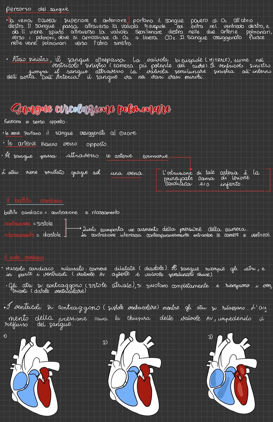 # L'apparato Cardiovascolare
vena cava
definizione
detto anche apparato circolatorio, è composto da
vasi sanguigni, cuore e sangue
atrio