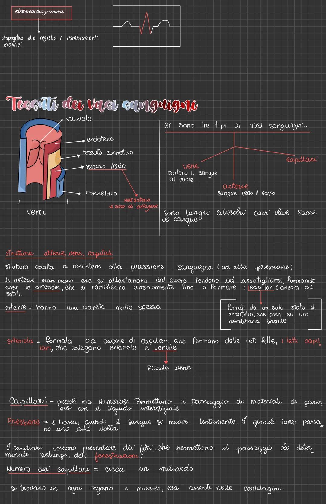 # L'apparato Cardiovascolare
vena cava
definizione
detto anche apparato circolatorio, è composto da
vasi sanguigni, cuore e sangue
atrio