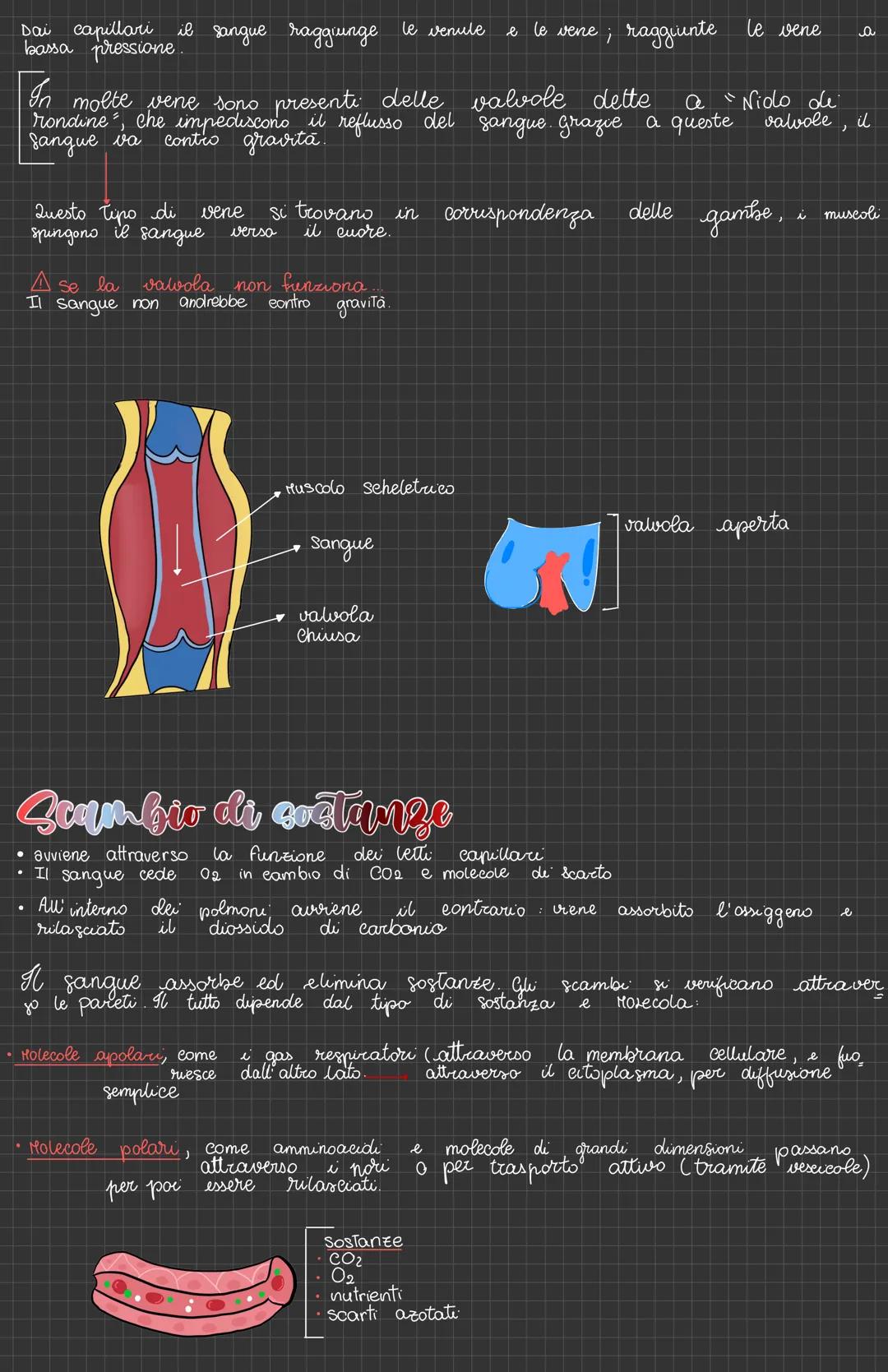 # L'apparato Cardiovascolare
vena cava
definizione
detto anche apparato circolatorio, è composto da
vasi sanguigni, cuore e sangue
atrio
