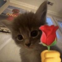 user profile picture